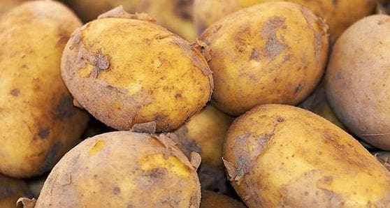 Frozen potato processing plant opens in Lethbridge