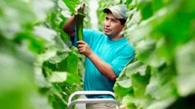 Trudeau tightens the Temporary Foreign Worker Program (TFWP) in response to immigration challenges, high youth unemployment