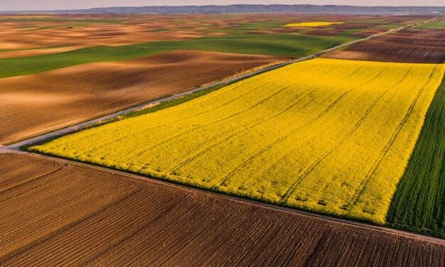 Ottawa’s EV gamble just cost canola farmers billions
