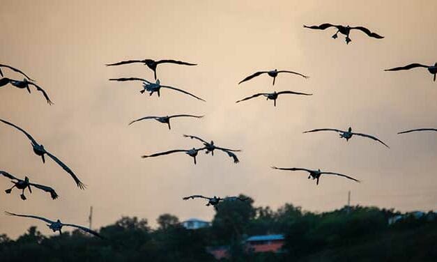 Why do birds really migrate in the fall?