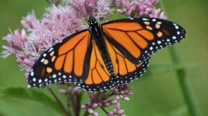 Monarch butterfly insects birds animals migrate south migrating autumn migration