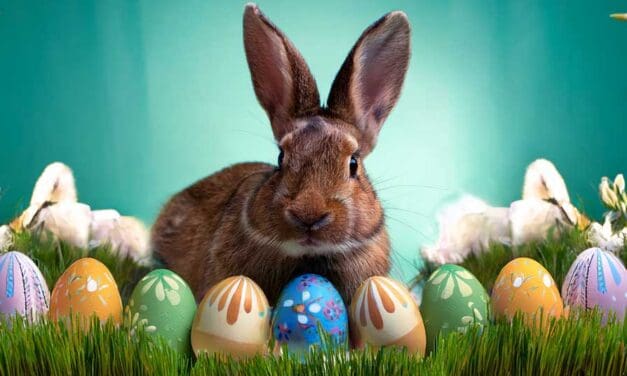 Following the trail of the Easter bunny’s origins