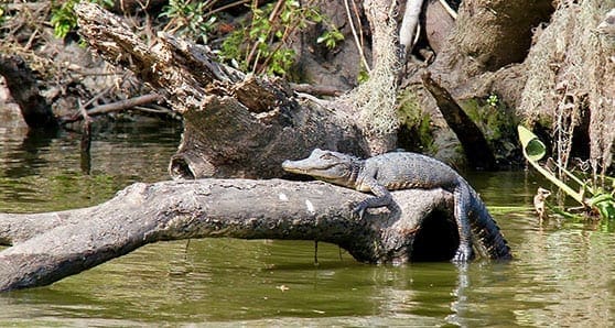 Down on the bayou: Cajun hospitality and gators