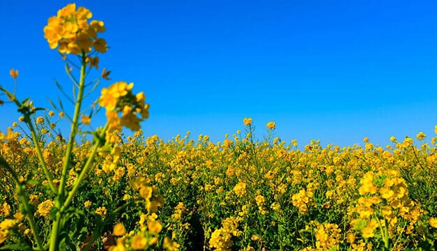 New canola research supercharges yield and profitability