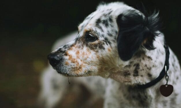 What my dog taught me about democracy – one kibble at a time