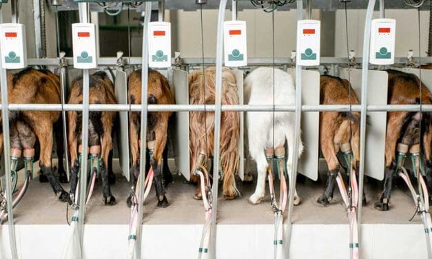 Canadians should thank Trump for targeting supply management