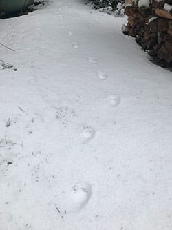 A trackway straight up the trail at Skelhp.
