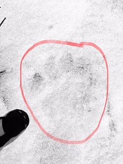 Draw an X from the gaps between two toes to cross on the rear pad. That’s diagnostic for a big cat.