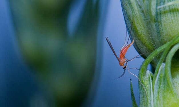 New strains of wheat sought with built-in resistance to wheat midge