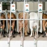 Canadians should thank Trump for targeting supply management