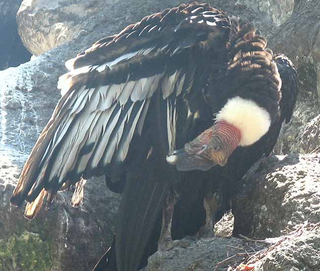 california condor