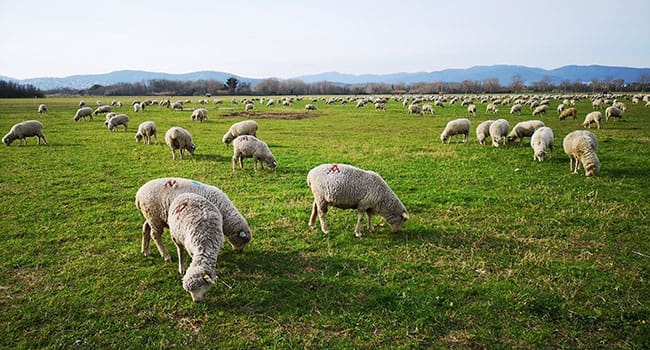 Animal grazing reducing biodiversity around the world