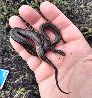 Redbellied snake snakes