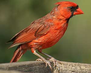 Northern Cardinal birds