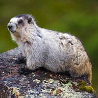 The hoary marmot emits a high-pitched whistling noise, so the area became known as Whistler Mountain