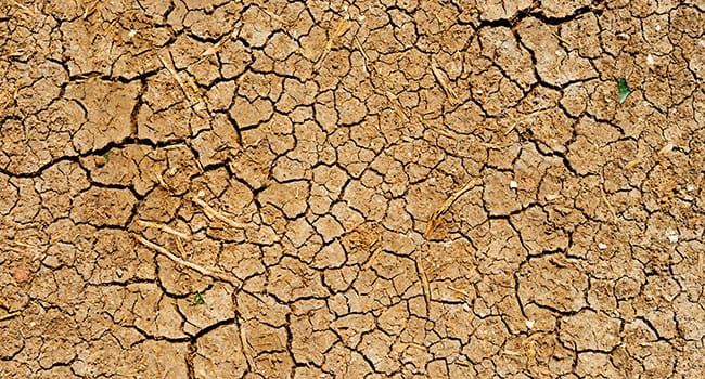 California drought an opportunity for Canadian agriculture