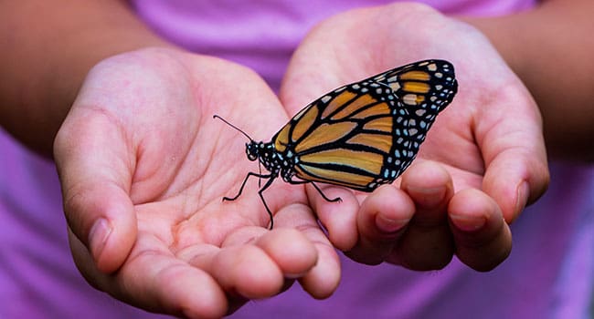Monarch butterfly