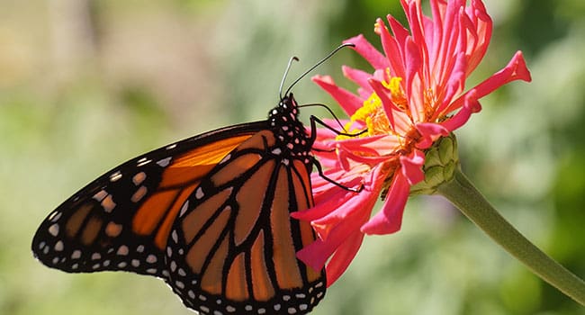 On the trail of a monarch deep in the heart of Mexico