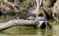 Down on the bayou: Cajun hospitality and gators