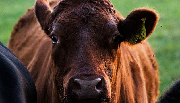 All the food we eat has been modified by humans