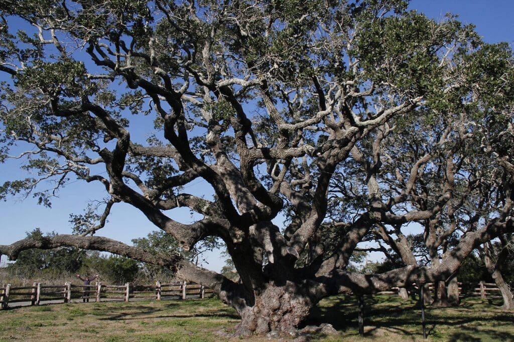 1000 year-old live oak _ Gerry Feehan