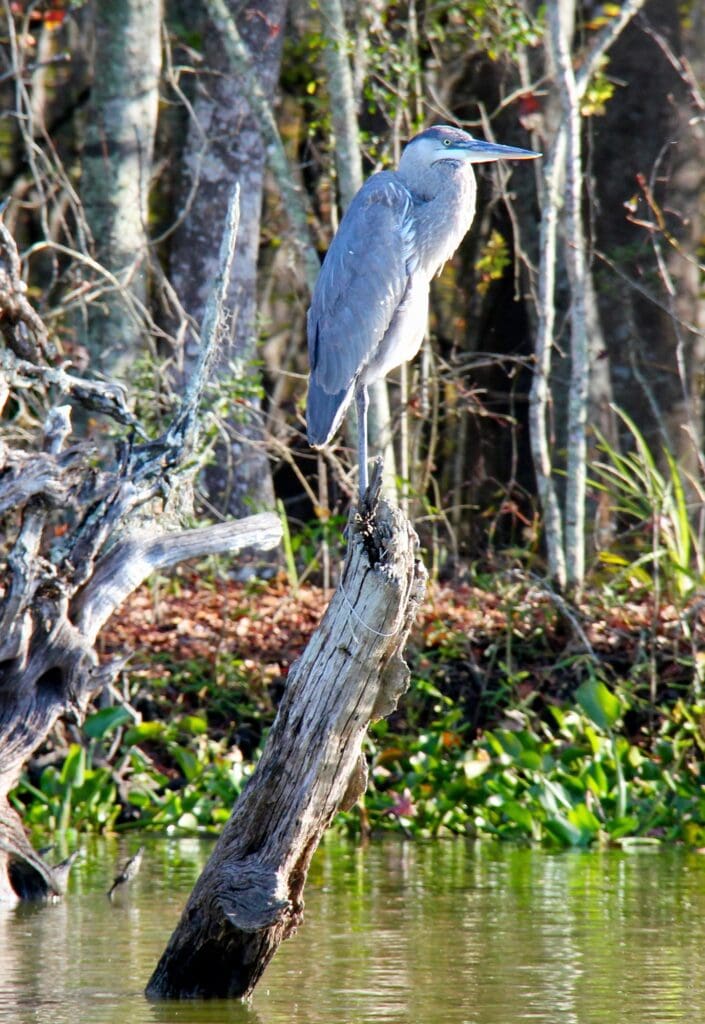 A great blue heron rests on a cypress stump