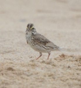 Ipswich Sparrow on Sable Island