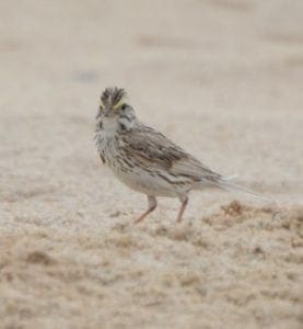 Ipswich Sparrow on Sable Island • Troy Media Ipswich Sparrow on Sable Island