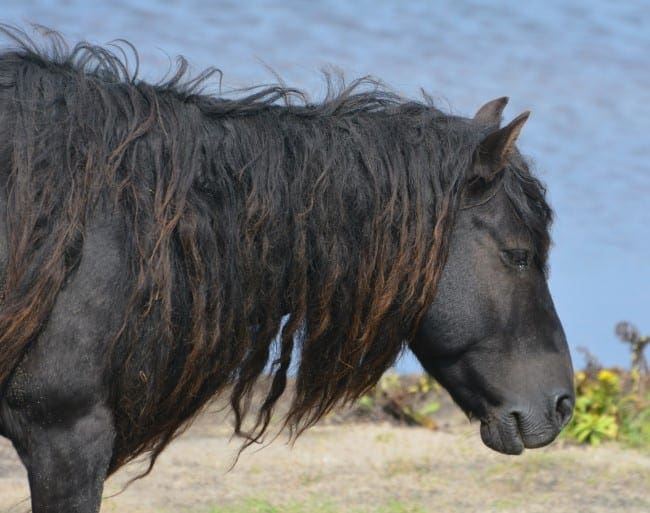 Wild horse of Sable Island