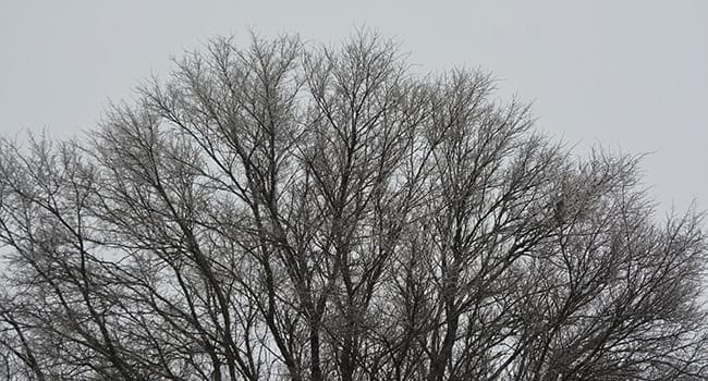 trees nature winter