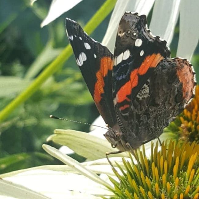 Monarch butterfly migration