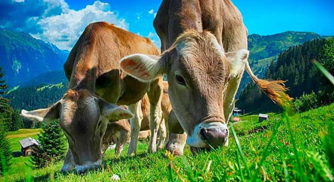 Innovative livestock grazing approach could reduce greenhouse gases