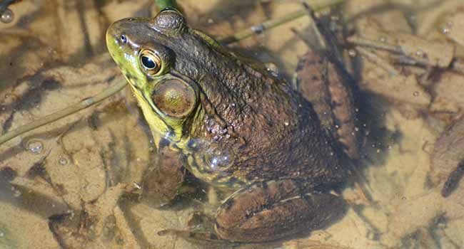 Green Frog vernal pond