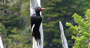 Magellanic Woodpecker 300 Troy Media Magellanic Woodpecker Argentina