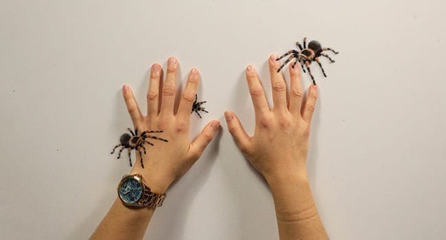 fear of spiders game univerity of alberta • Troy Media spiders game univerity of alberta