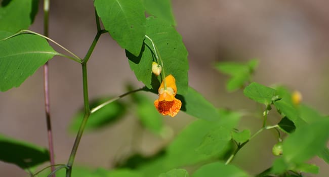 Jewelweed is a jewel of a weed