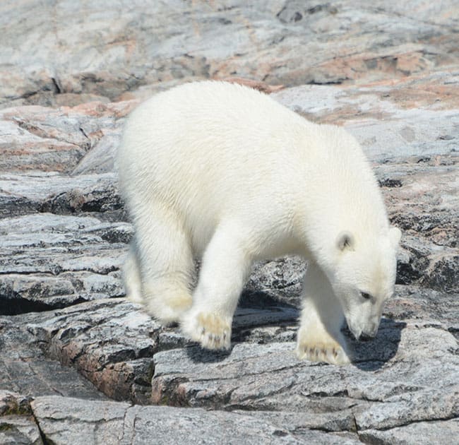 Polar-Bear on the Button Islands Nunavu