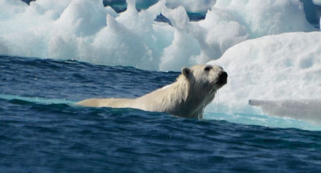 Polar bear on Monumental-Island