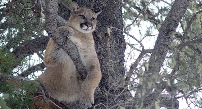 Cougars respond to roads based on traffic, topography, time of day
