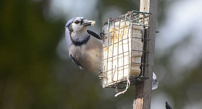 Get those bird feeders up and enjoy the show