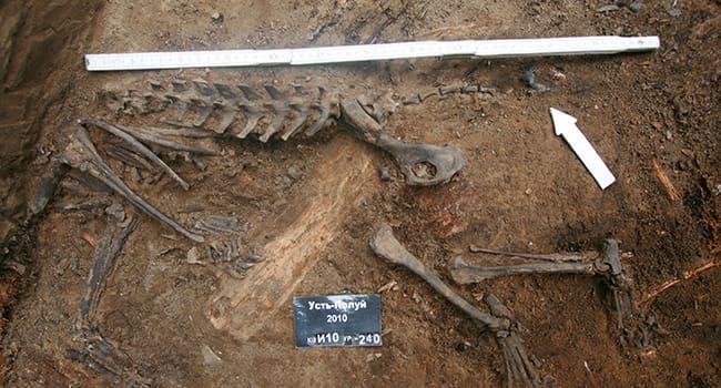 ancient dog bones archeology