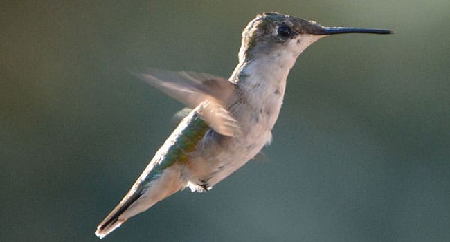 Ruby-throated-Hummingbird-650 • Troy Media Ruby-throated Hummingbird