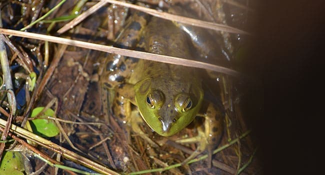 amphibian frog nature