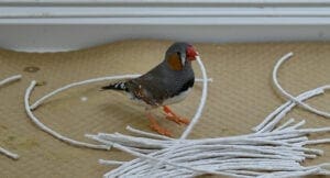 malefinchnestsbirdwithstring697 Troy Media male zebra finch birds rope building nest