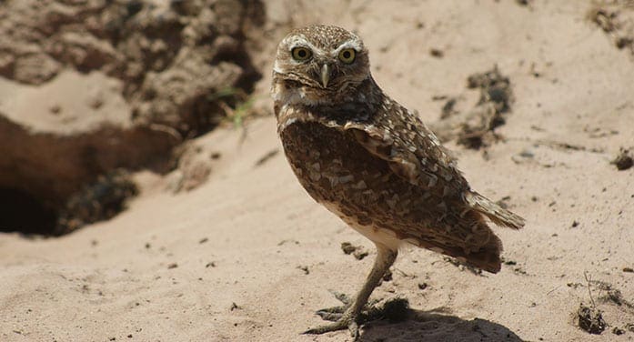 Burrowing-Owl-nature-wildlife-animal-bird-697 • Troy Media burrowing owl nature birds wildlife