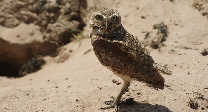 Are owls wise, all-seeing and good luck – or harbingers of calamity?