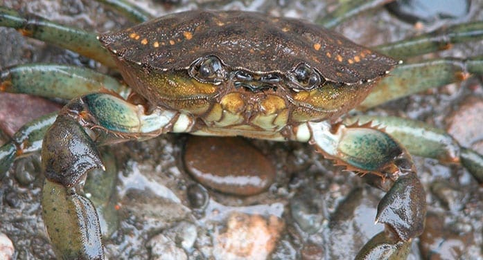 European green crab