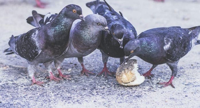 How to control pigeons’ birth in large areas?