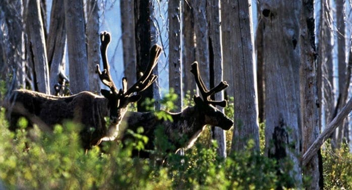 mountain caribou
