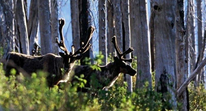 Including Indigenous perspectives in conservation planning